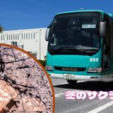 日本の春を一早く｜沖縄で咲き誇る桜を「今帰仁グスク」で楽しもう｜やんばる急行バス